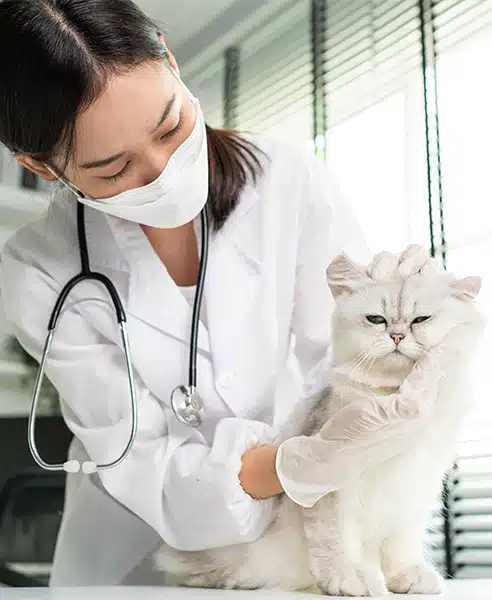 Does Your Cat Need Urgent Care?