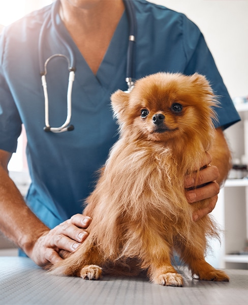 What is Heartworm Disease