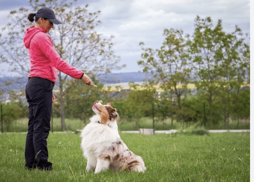 The Power of Breed-Specific Dog Training