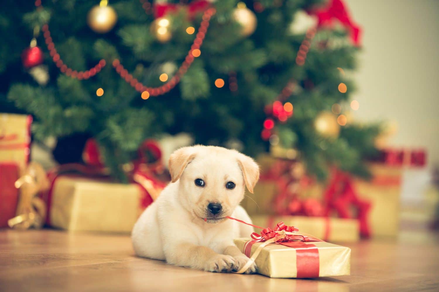 valentine-s-day-pet-safety-tips-highland-veterinary-hospital